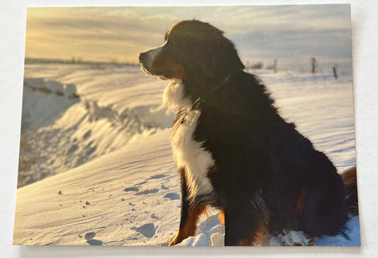 Snow Bear Bunsen Postcard