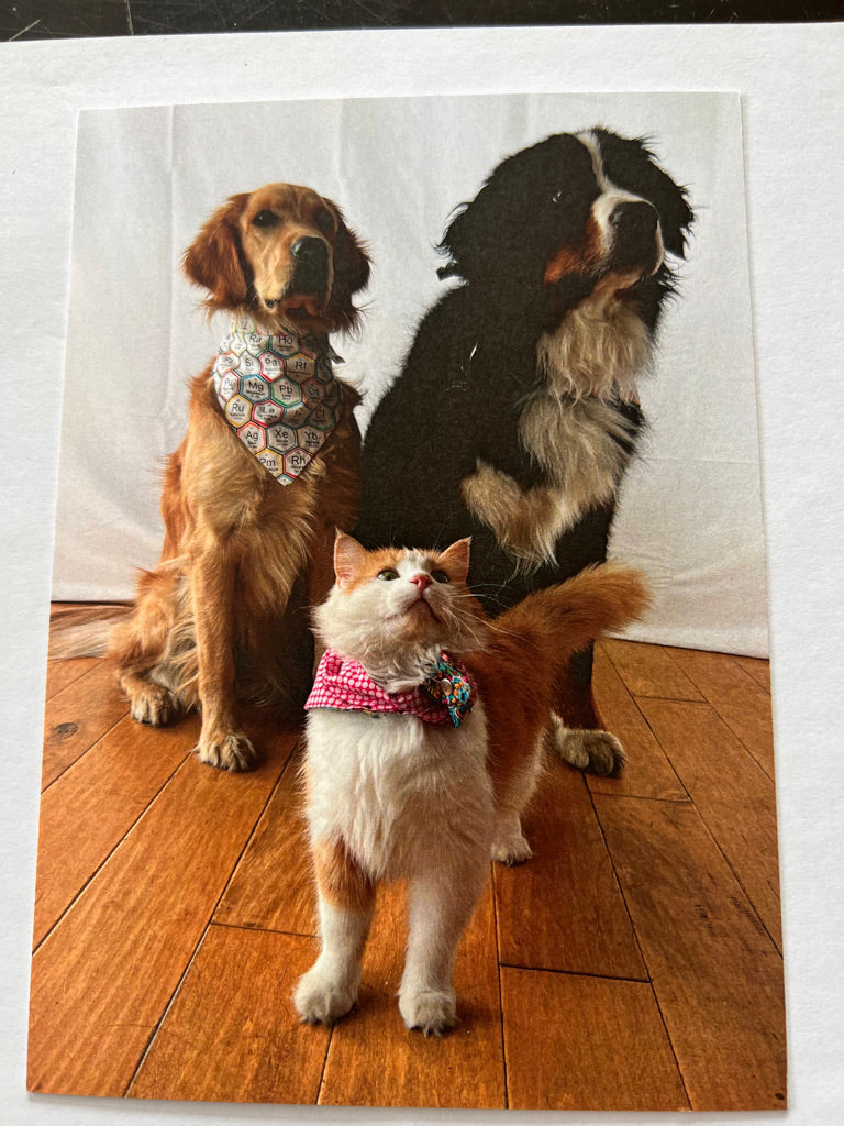 Paw Pack Postcard!
