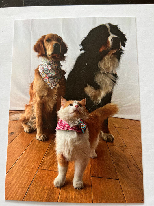 Paw Pack Postcard!
