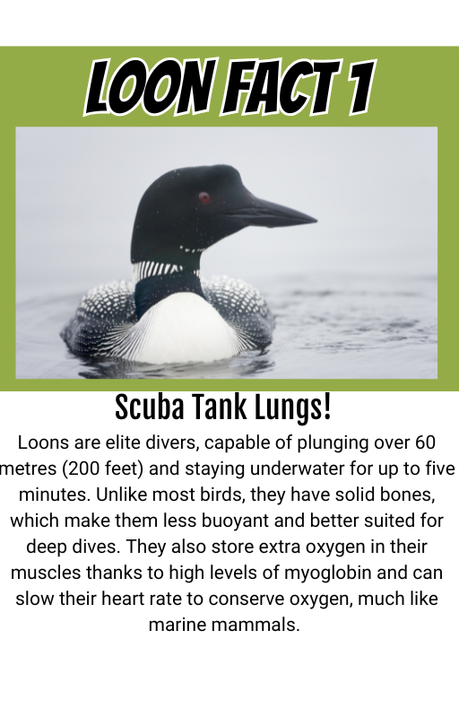 Deal of the Week: TFB Vol 4 Print Book, Ebook, and Calendar Deal