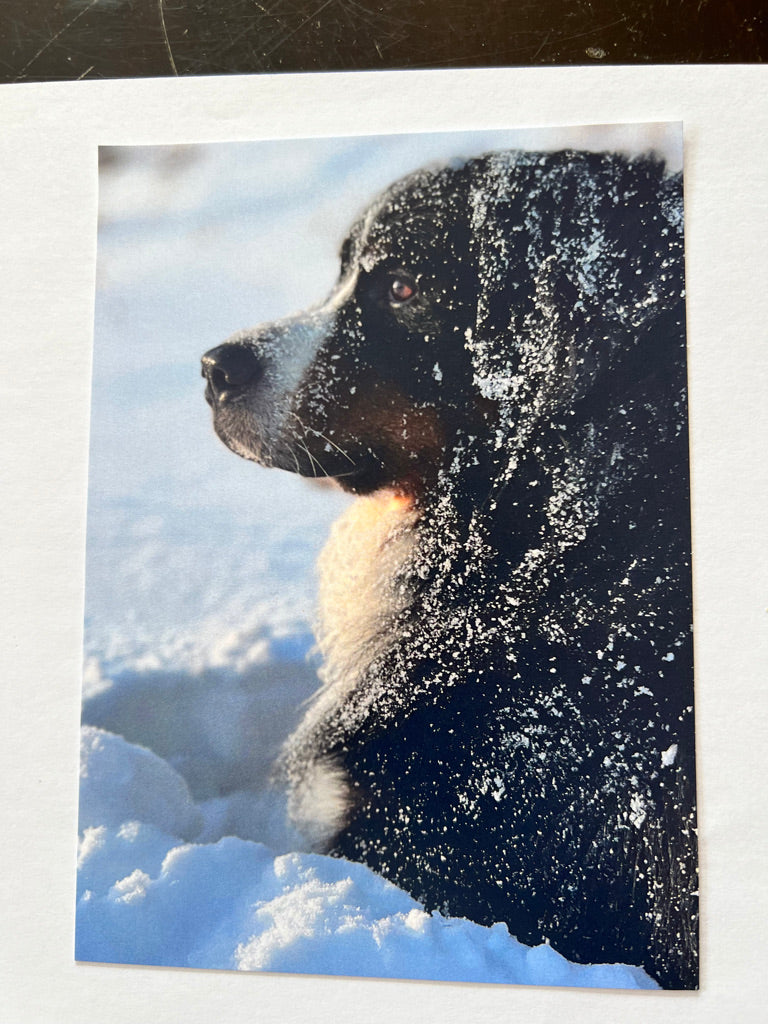 Majestic Bunsen Postcard